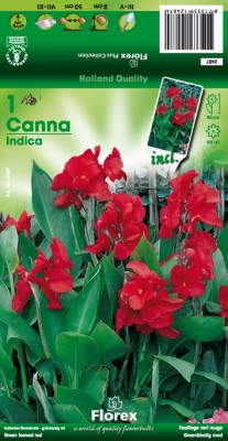 Zomerbollen en vaste planten Canna Indisch Bladriet rood per 1 Indisch Bladriet rood per 1 (a6077) Zomerbollen en vaste planten Canna Indisch Bladriet rood per 1 Indisch Bladriet rood per 1 (a6077)